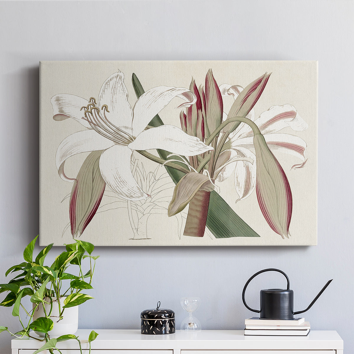 Amaryllis Varietals II - Canvas Art Print