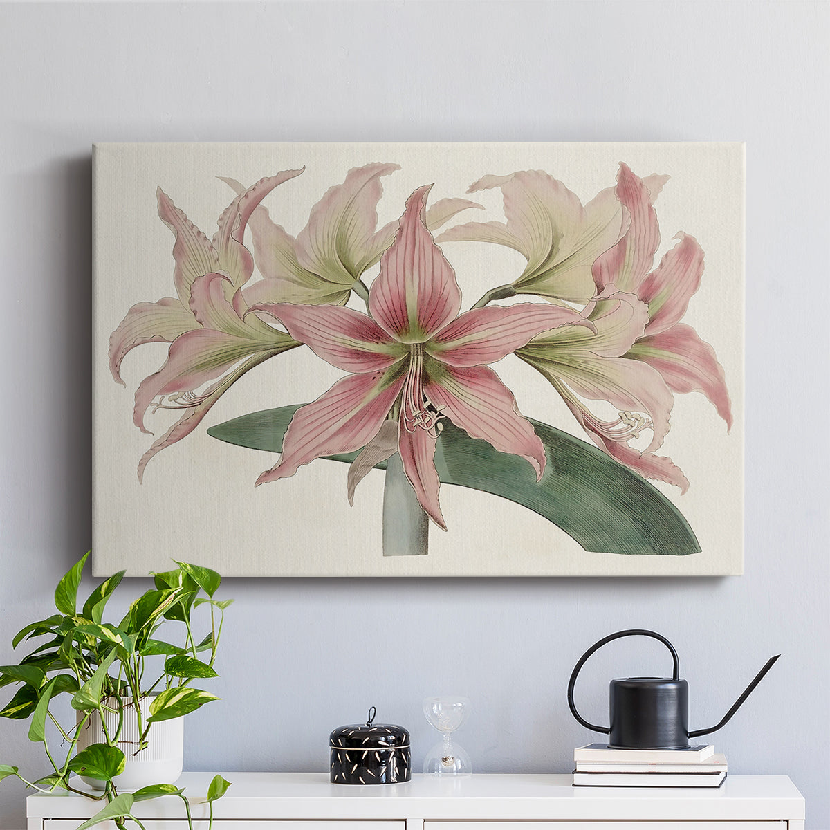 Amaryllis Varietals I - Canvas Art Print
