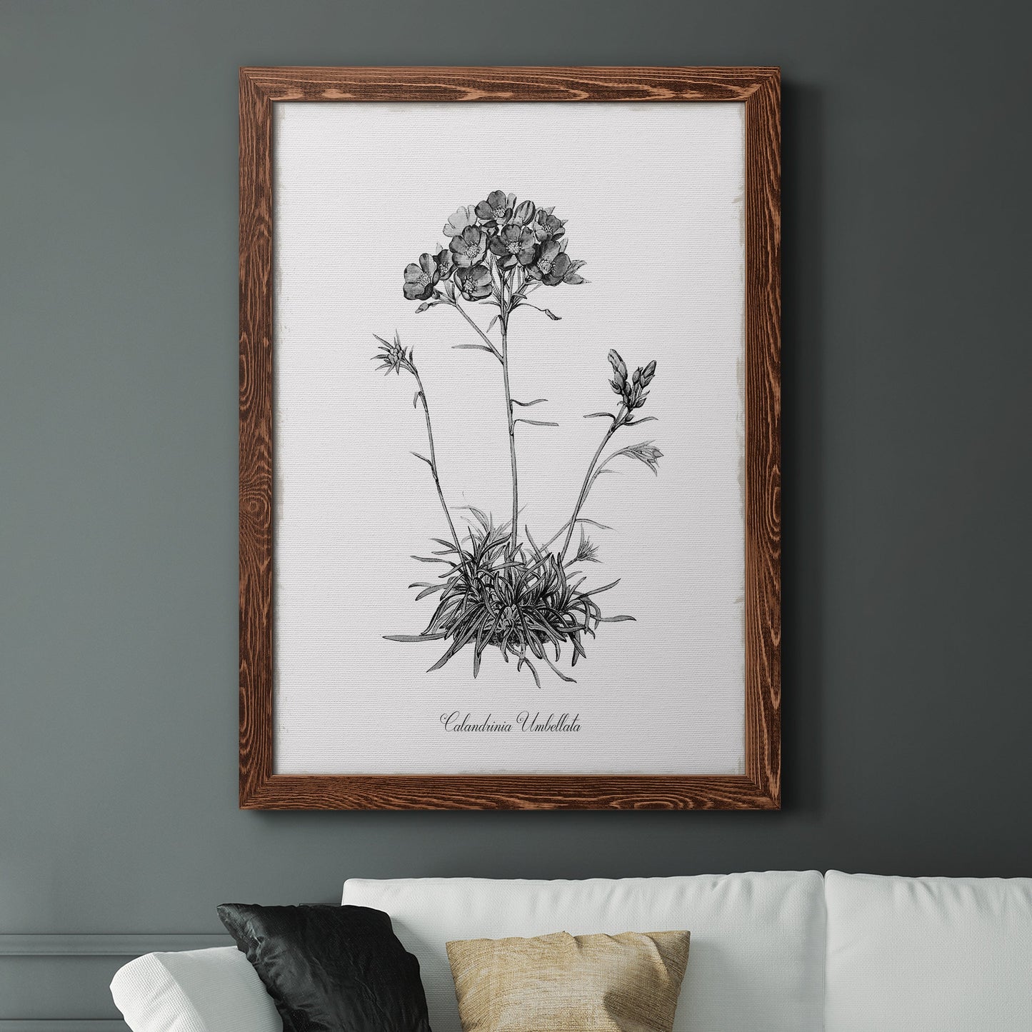 Simply Caladrinia - Premium Canvas Framed in Barnwood - Ready to Hang