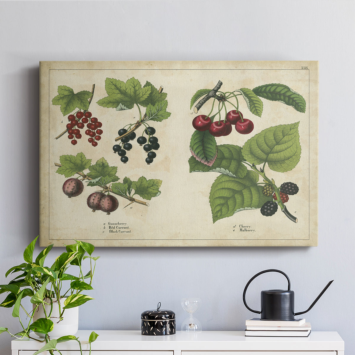 Berries and Currants - Canvas Art Print