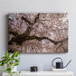 Spring's Arrival - Canvas Art Print