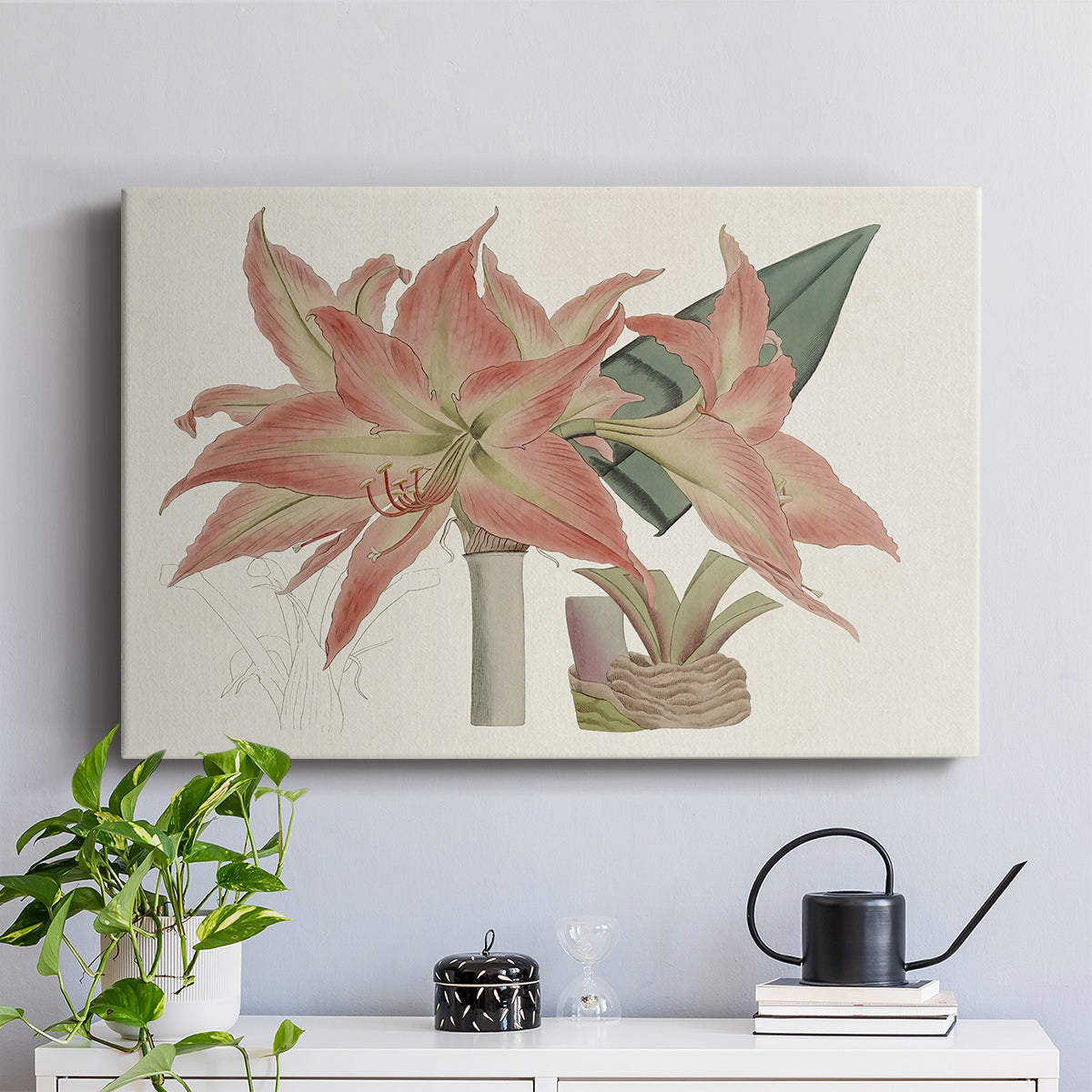 Amaryllis Varietals III - Canvas Art Print