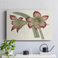 Amaryllis Varietals IV - Canvas Art Print