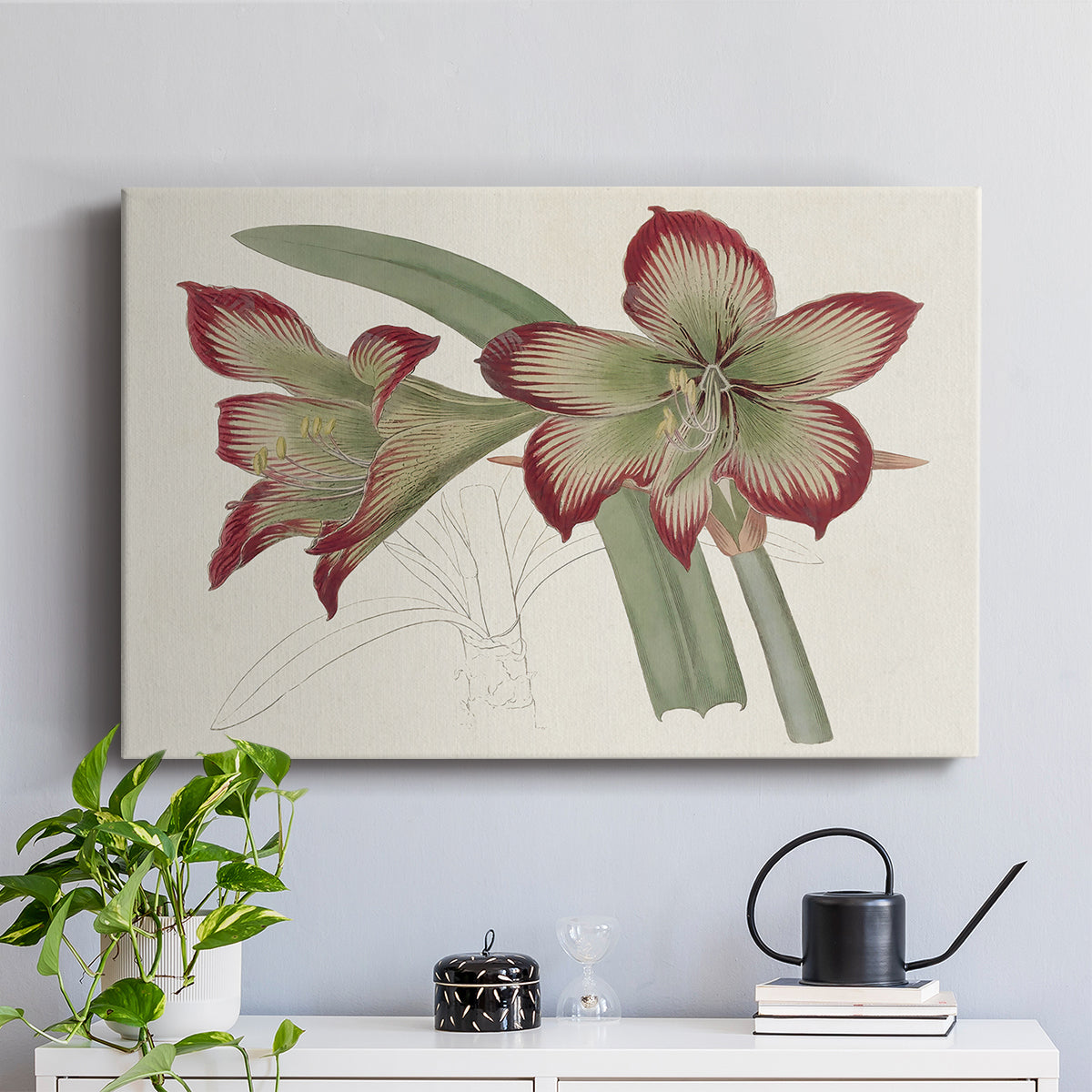 Amaryllis Varietals IV - Canvas Art Print