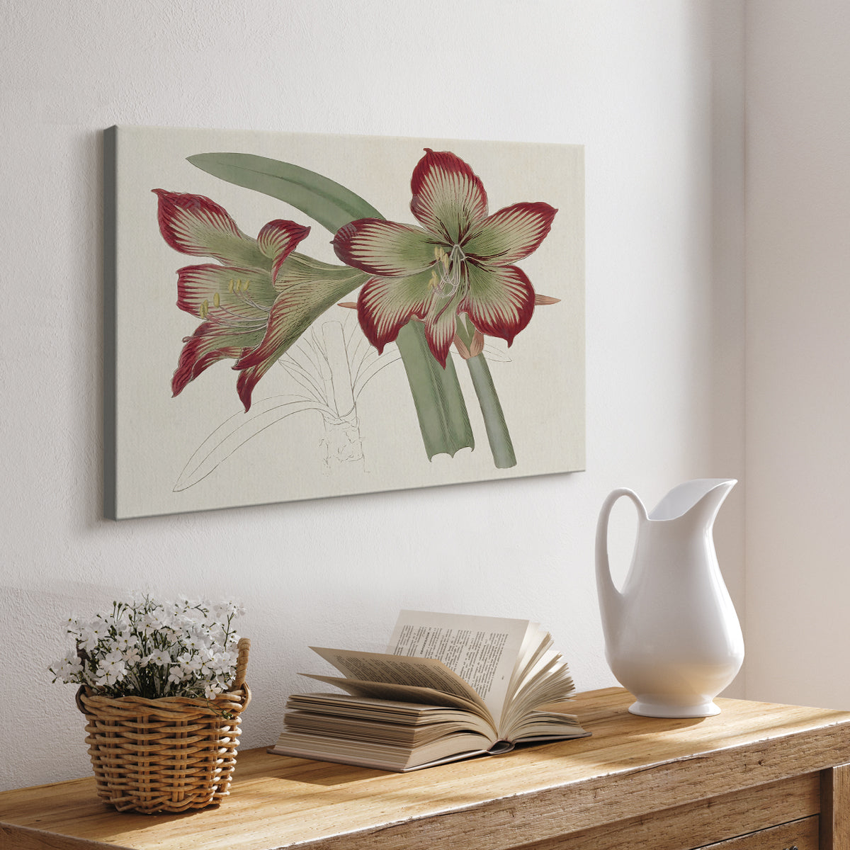 Amaryllis Varietals IV - Canvas Art Print