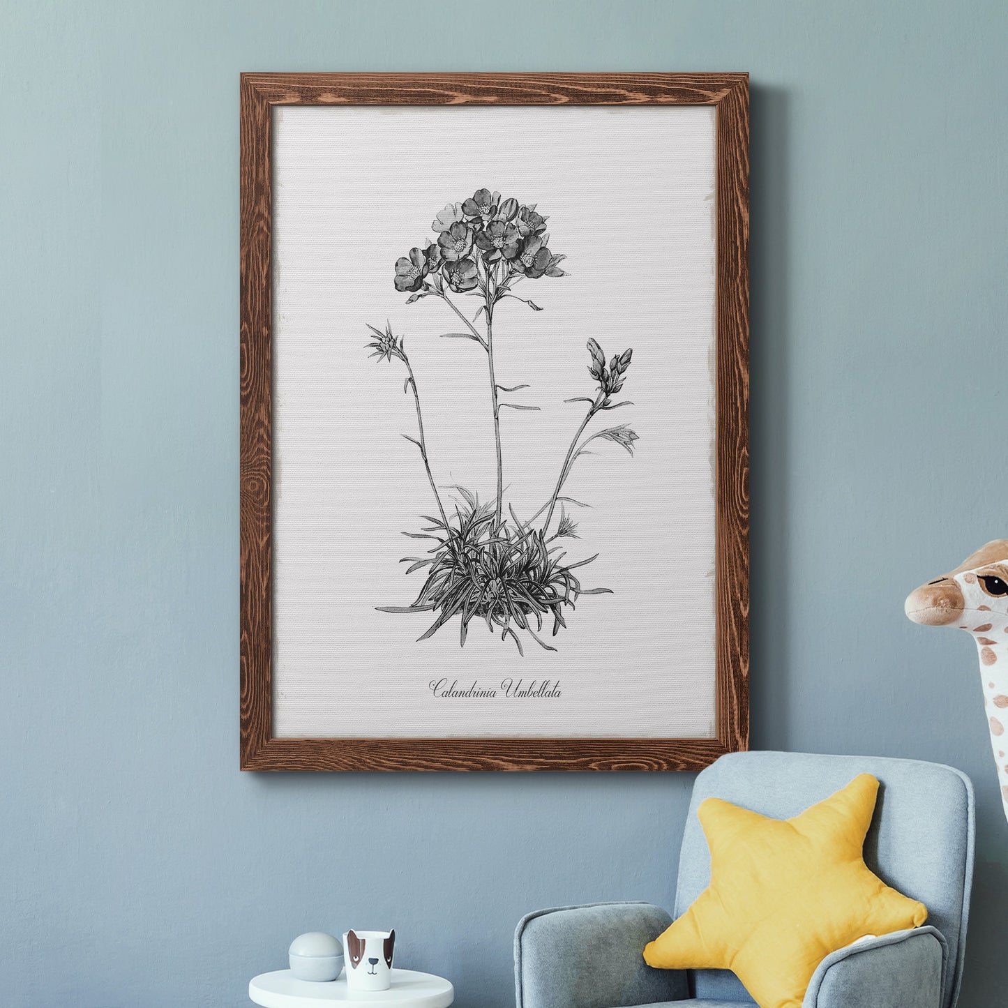 Simply Caladrinia - Premium Canvas Framed in Barnwood - Ready to Hang