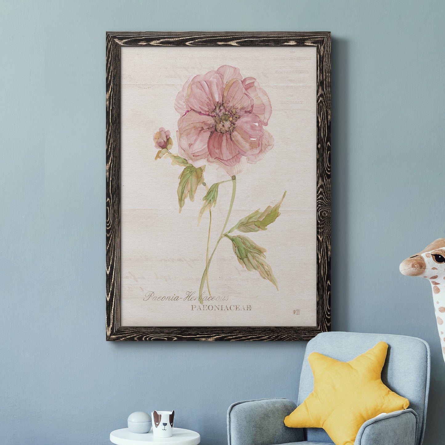 Soft Peony - Premium Canvas Framed in Barnwood - Ready to Hang