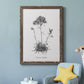 Simply Caladrinia - Premium Canvas Framed in Barnwood - Ready to Hang