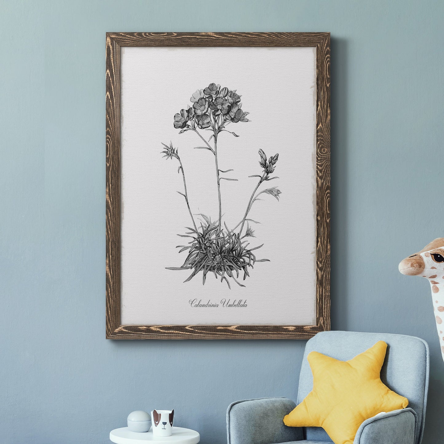 Simply Caladrinia - Premium Canvas Framed in Barnwood - Ready to Hang