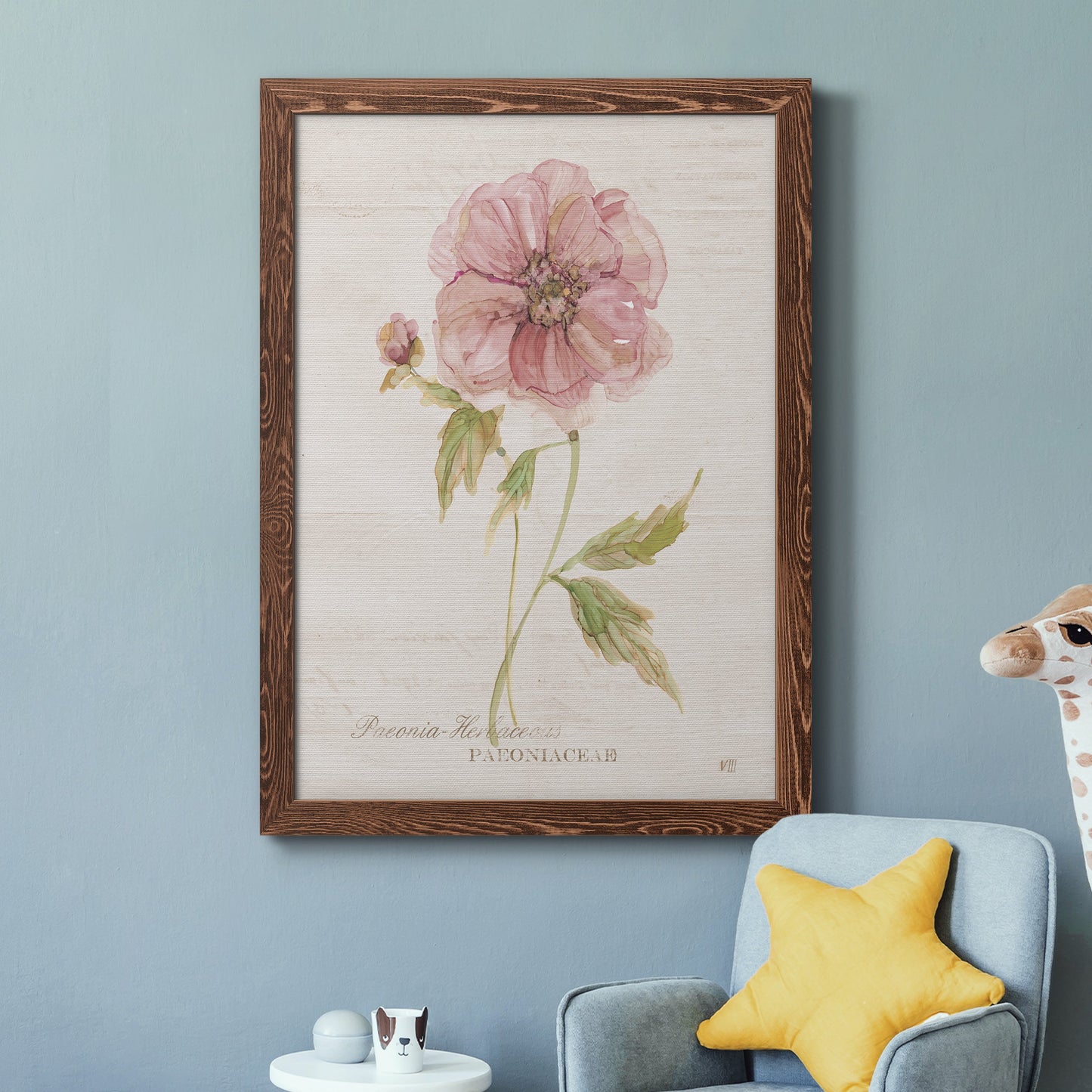 Soft Peony - Premium Canvas Framed in Barnwood - Ready to Hang