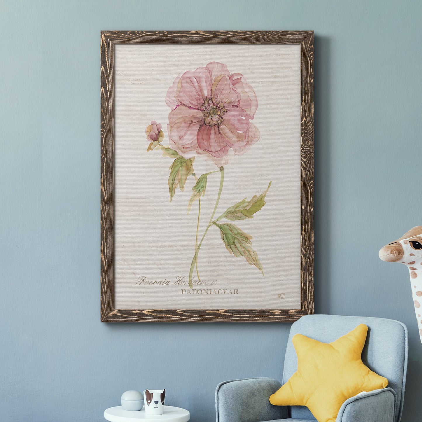 Soft Peony - Premium Canvas Framed in Barnwood - Ready to Hang