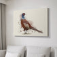 Pheasant Splash 5 - Canvas Art Print