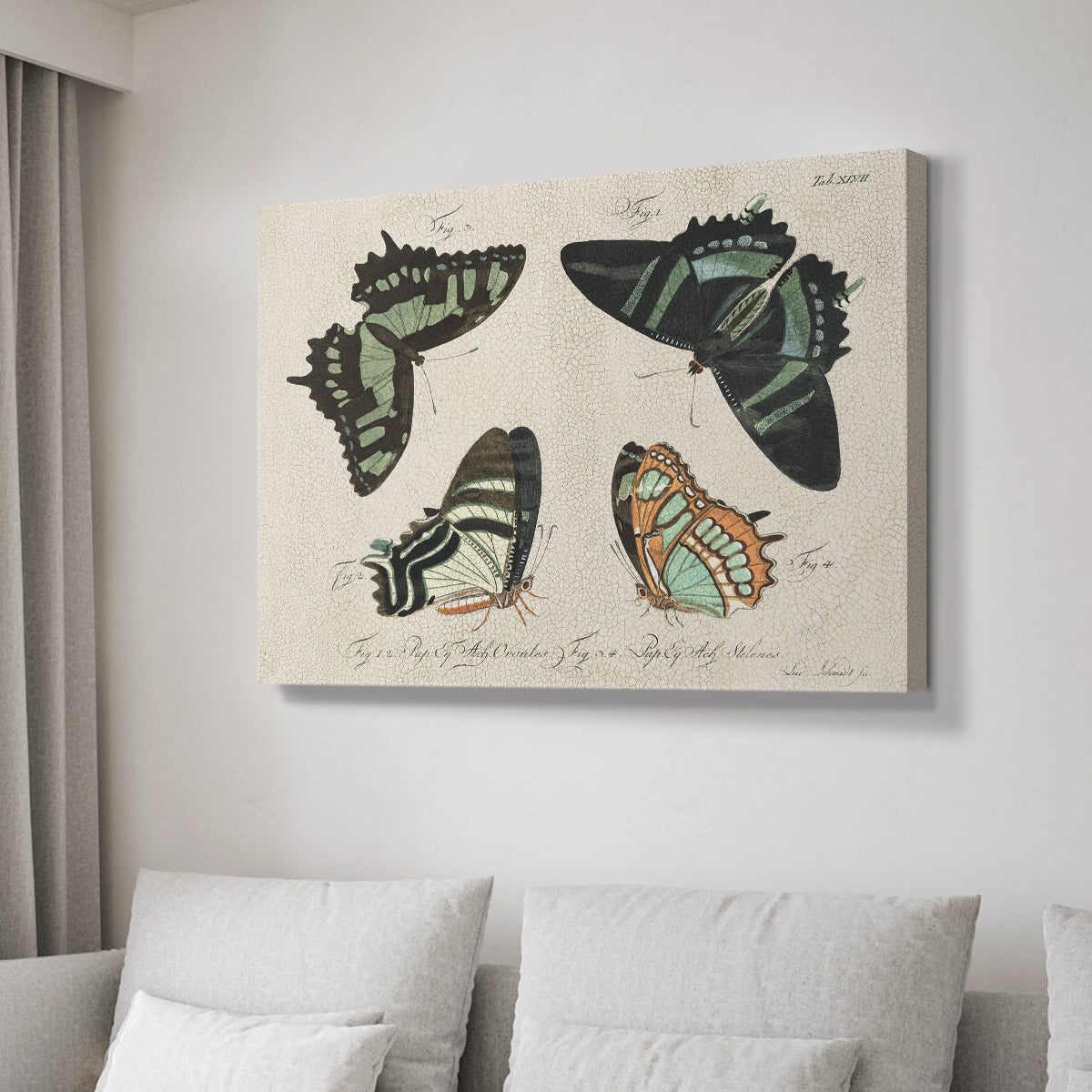 Crackled Butterflies III - Canvas Art Print