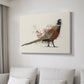 Pheasant Splash 2 - Canvas Art Print