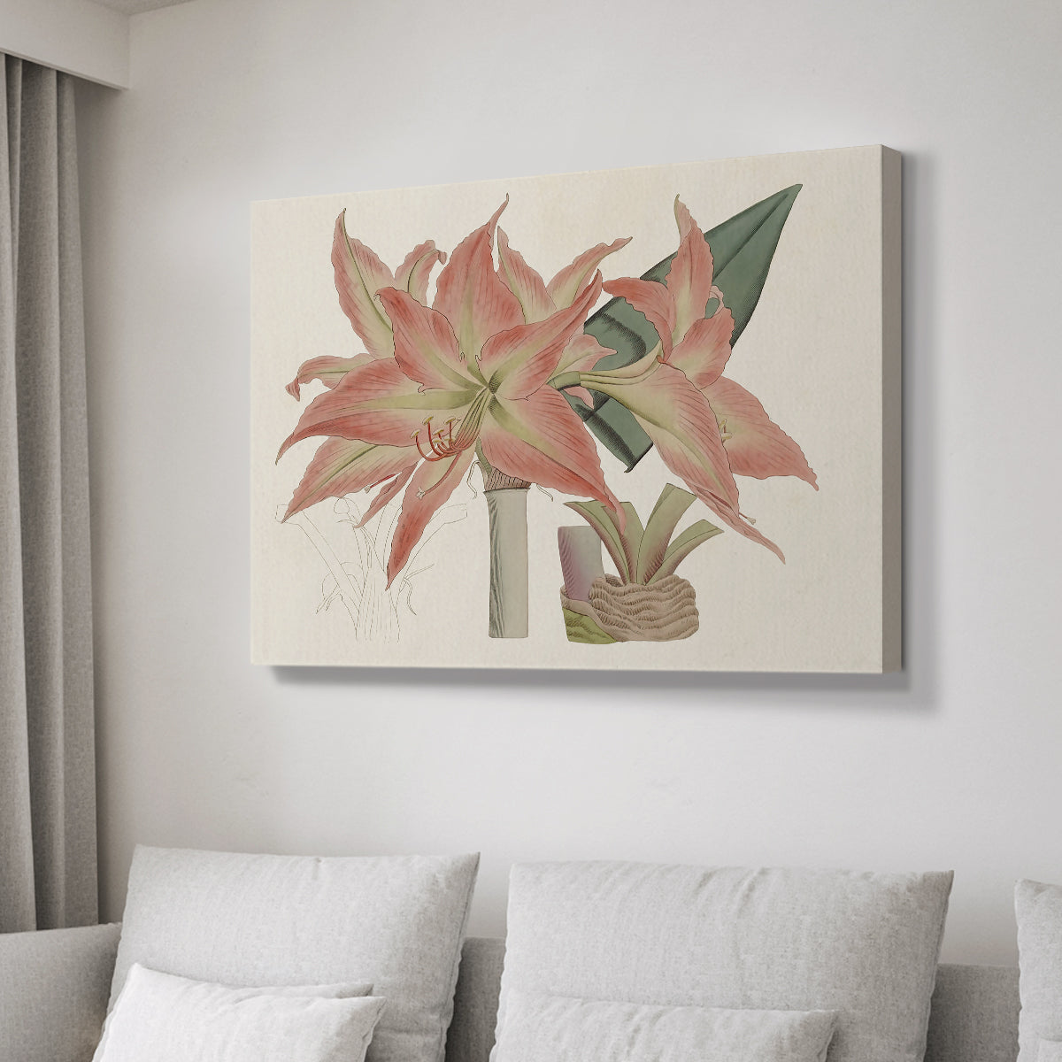 Amaryllis Varietals III - Canvas Art Print