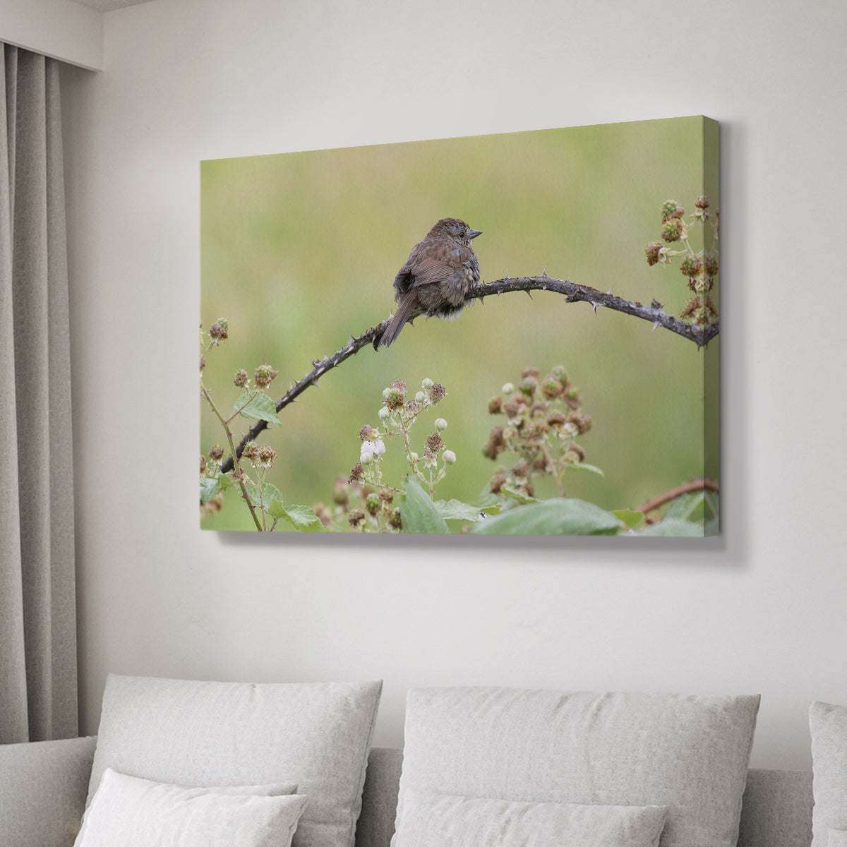 Resting Sparrow - Canvas Art Print