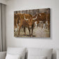 Longhorns - Canvas Art Print