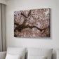 Spring's Arrival - Canvas Art Print