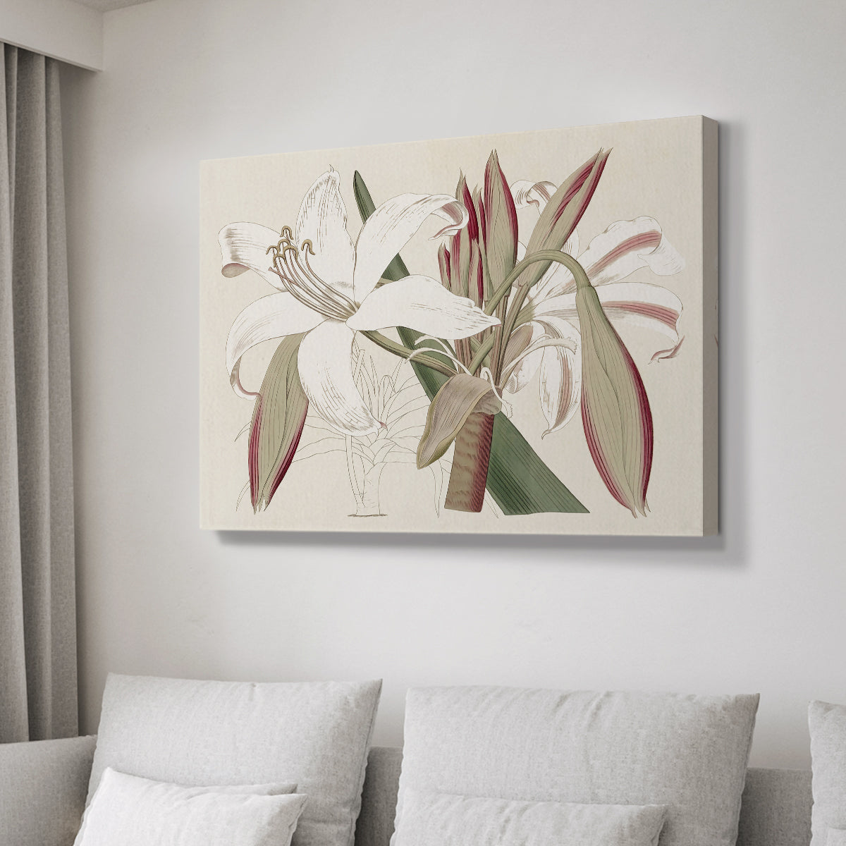 Amaryllis Varietals II - Canvas Art Print