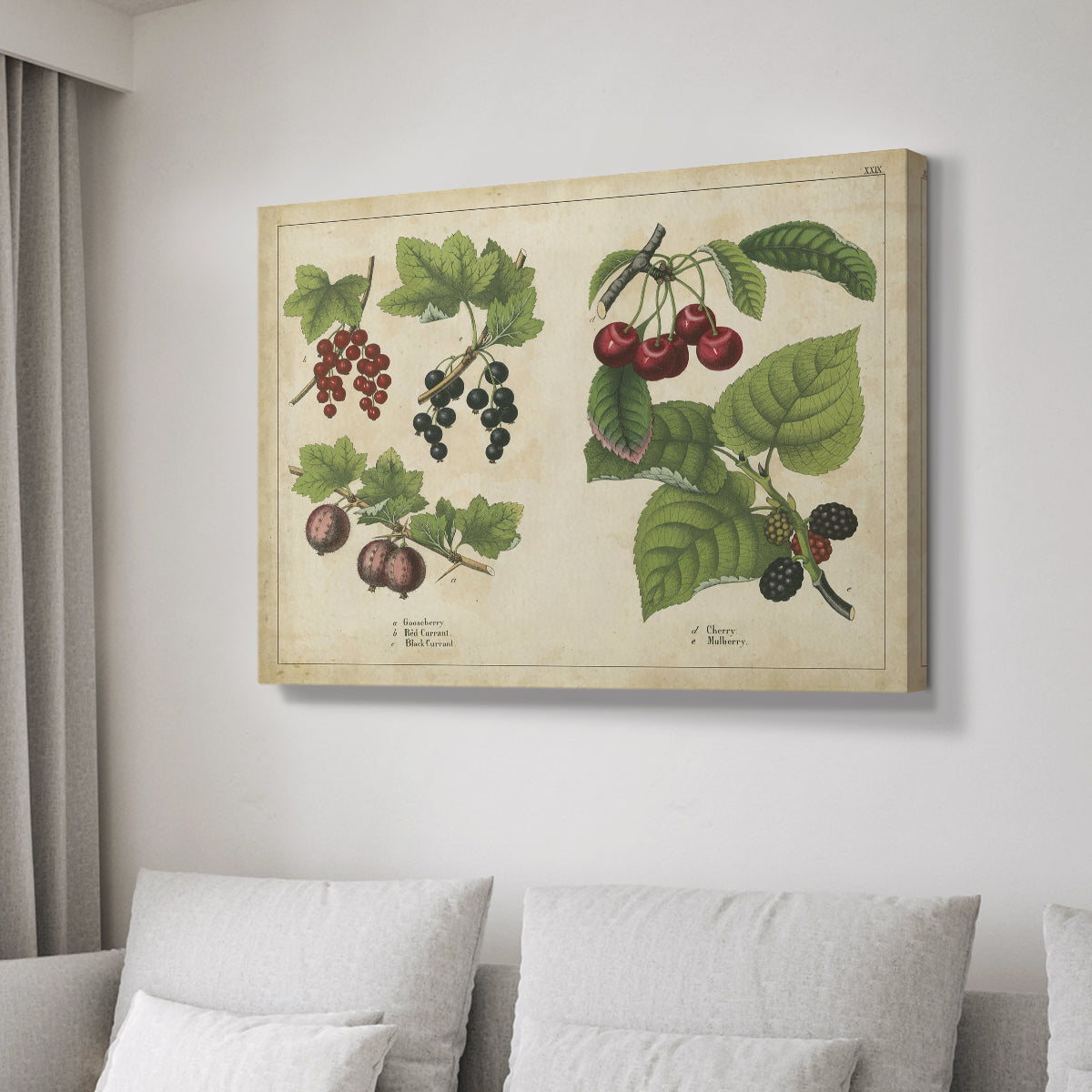 Berries and Currants - Canvas Art Print
