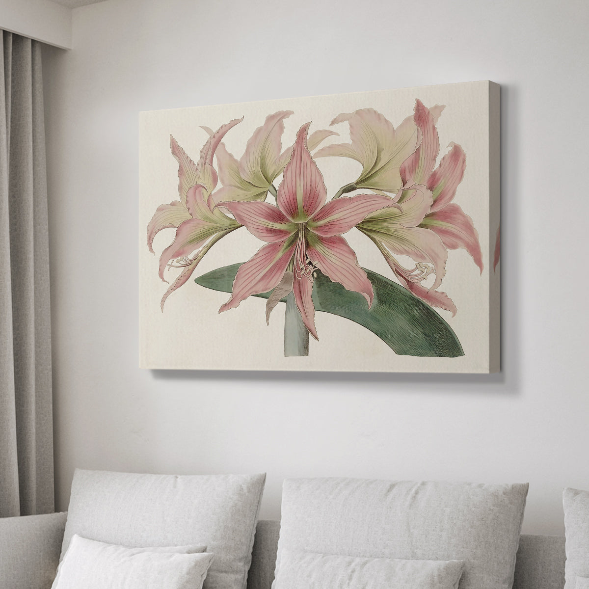 Amaryllis Varietals I - Canvas Art Print
