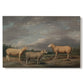 Canvas art print portraying a group of sheep standing together in open pasture, set against a white background