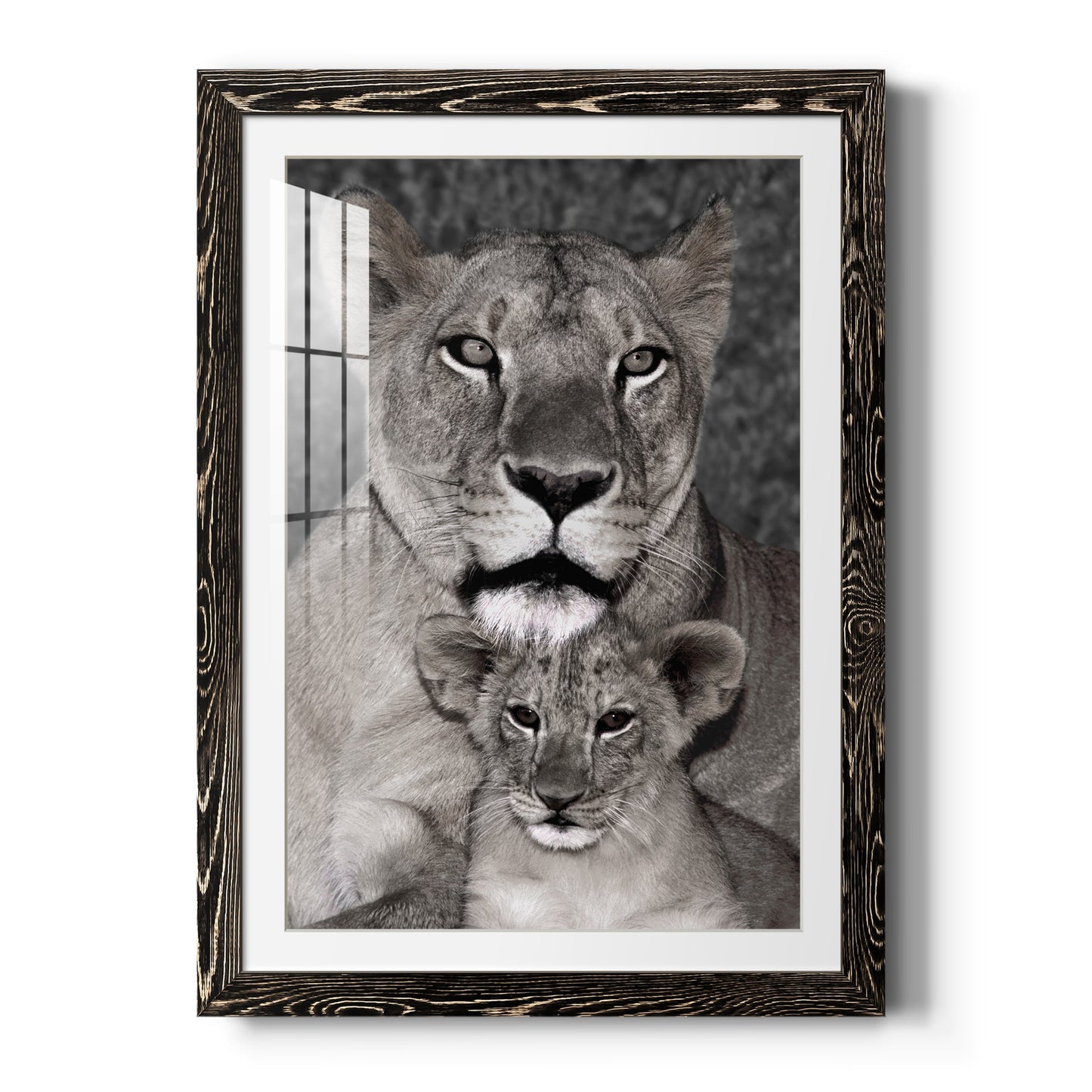 Lioness and Cub - Barnwood Framed Art Print