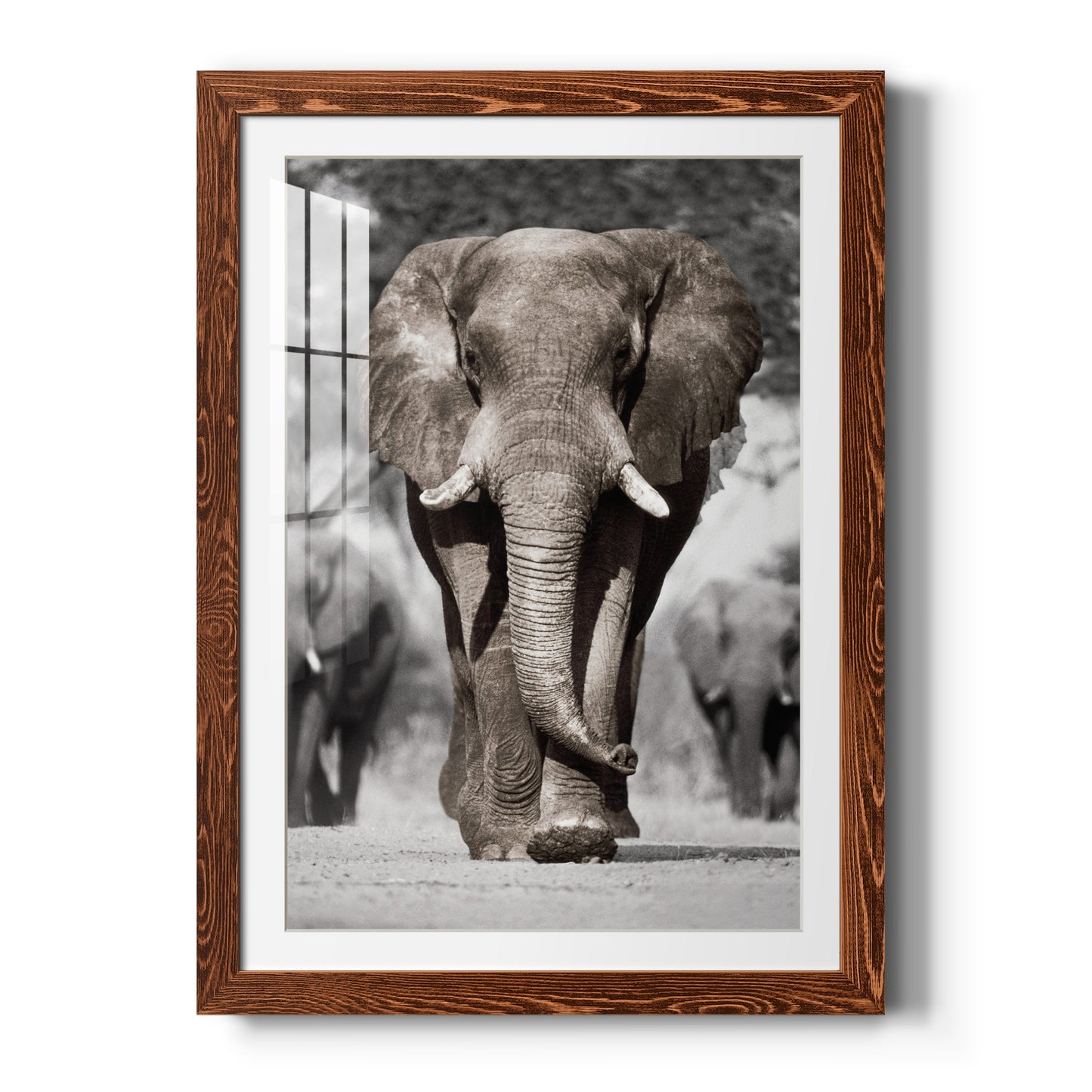 Botswana Patriarch - Premium Framed Print - Distressed Barnwood Frame - Ready to Hang