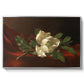 Magnolia on Red Velvet, c. 1885-1890 - Floater Framed Canvas Print