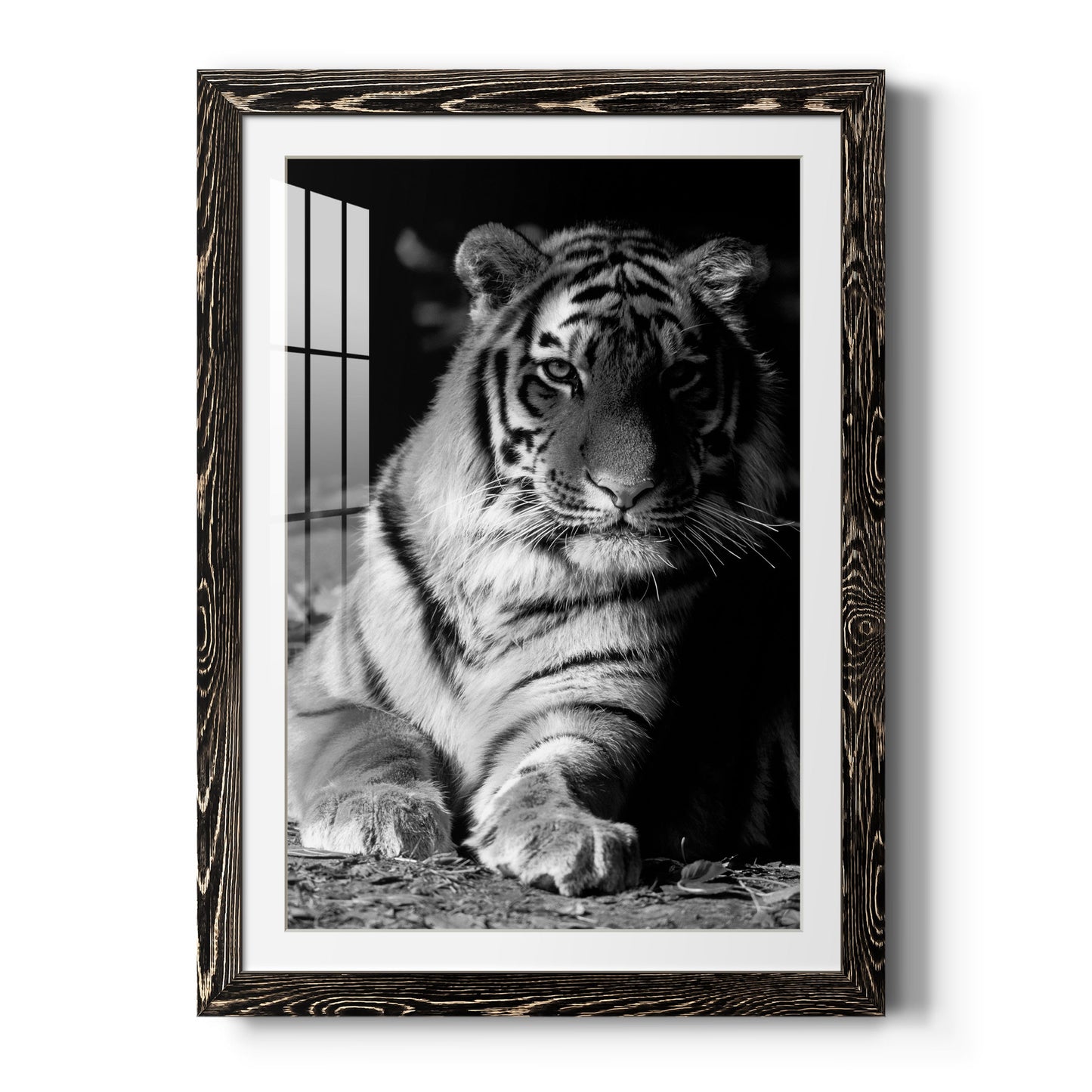 Tiger Repose - Premium Framed Print - Distressed Barnwood Frame - Ready to Hang