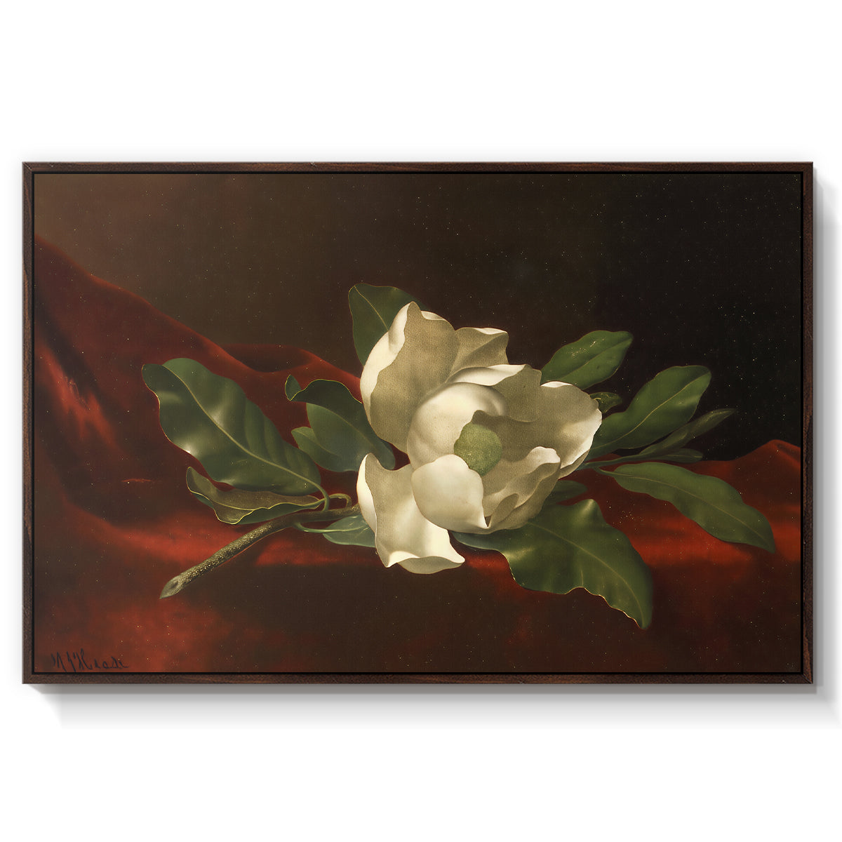 Magnolia on Red Velvet, c. 1885-1890 - Floater Framed Canvas Print