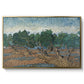 Olive Trees, 1889 - Floater Framed Canvas Print