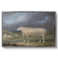 A Border Leicester Ewe, c. 1795-1800 - Floater Framed Canvas Print