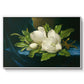 Giant Magnolias on a Blue Velvet Cloth, c. 1890 - Floater Framed Canvas Print