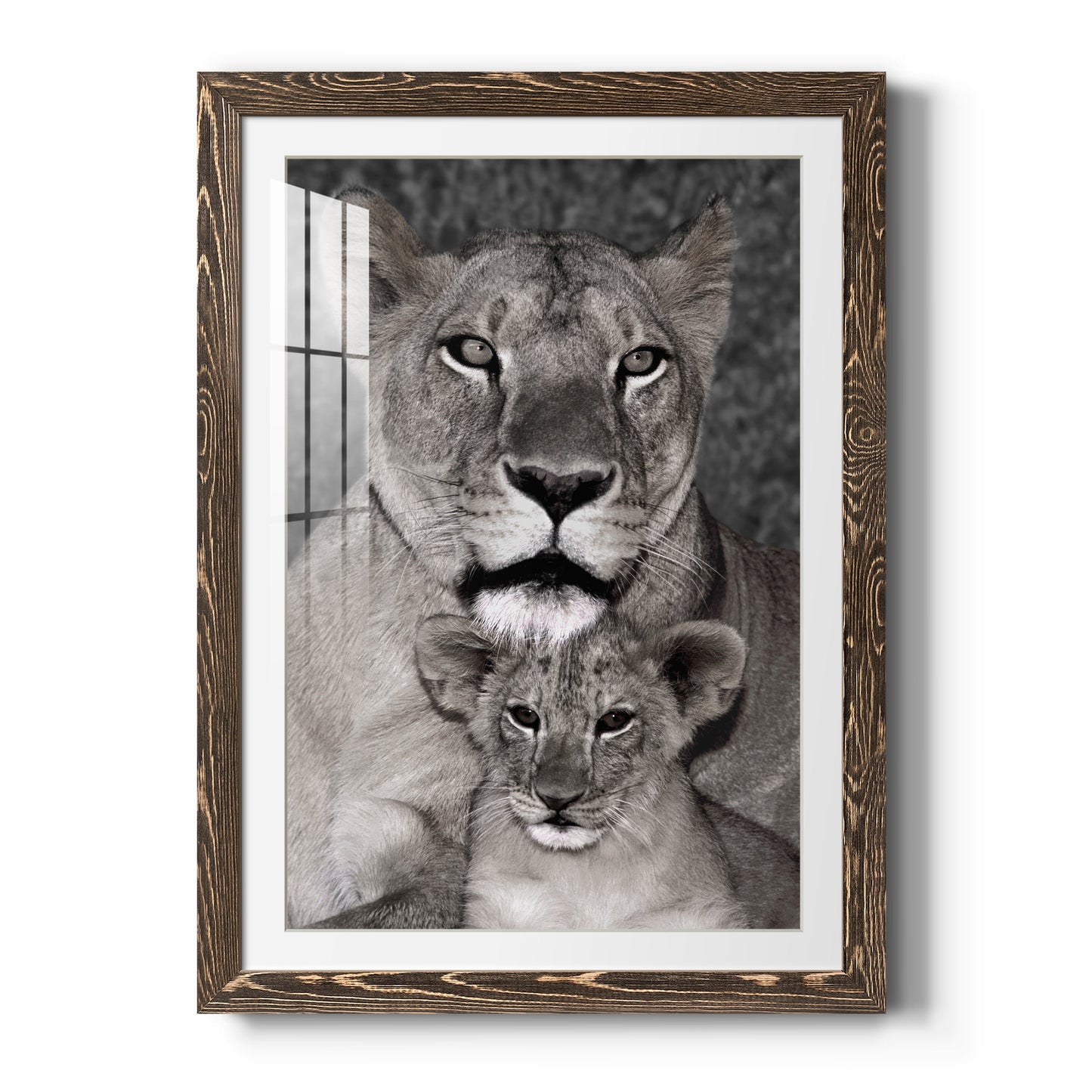 Lioness and Cub - Premium Framed Print - Distressed Barnwood Frame - Ready to Hang