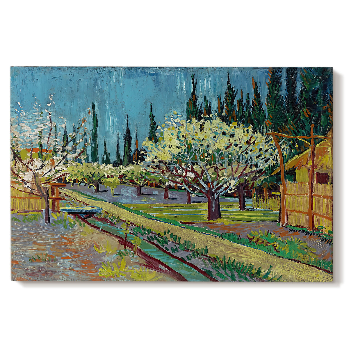 Canvas art print portraying rows of flowering trees enclosed by tall cypress trees in orchard setting, set against a white background