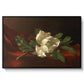 Magnolia on Red Velvet, c. 1885-1890 - Floater Framed Canvas Print