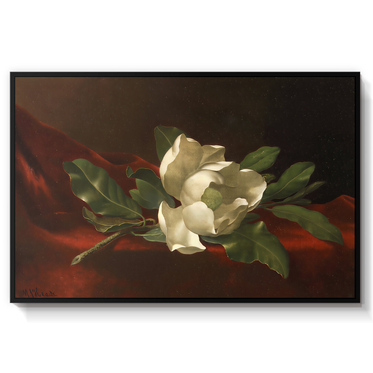Magnolia on Red Velvet, c. 1885-1890 - Floater Framed Canvas Print