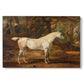 Canvas art print portraying a grey Arabian stallion standing in landscape with refined posture, set against a white background