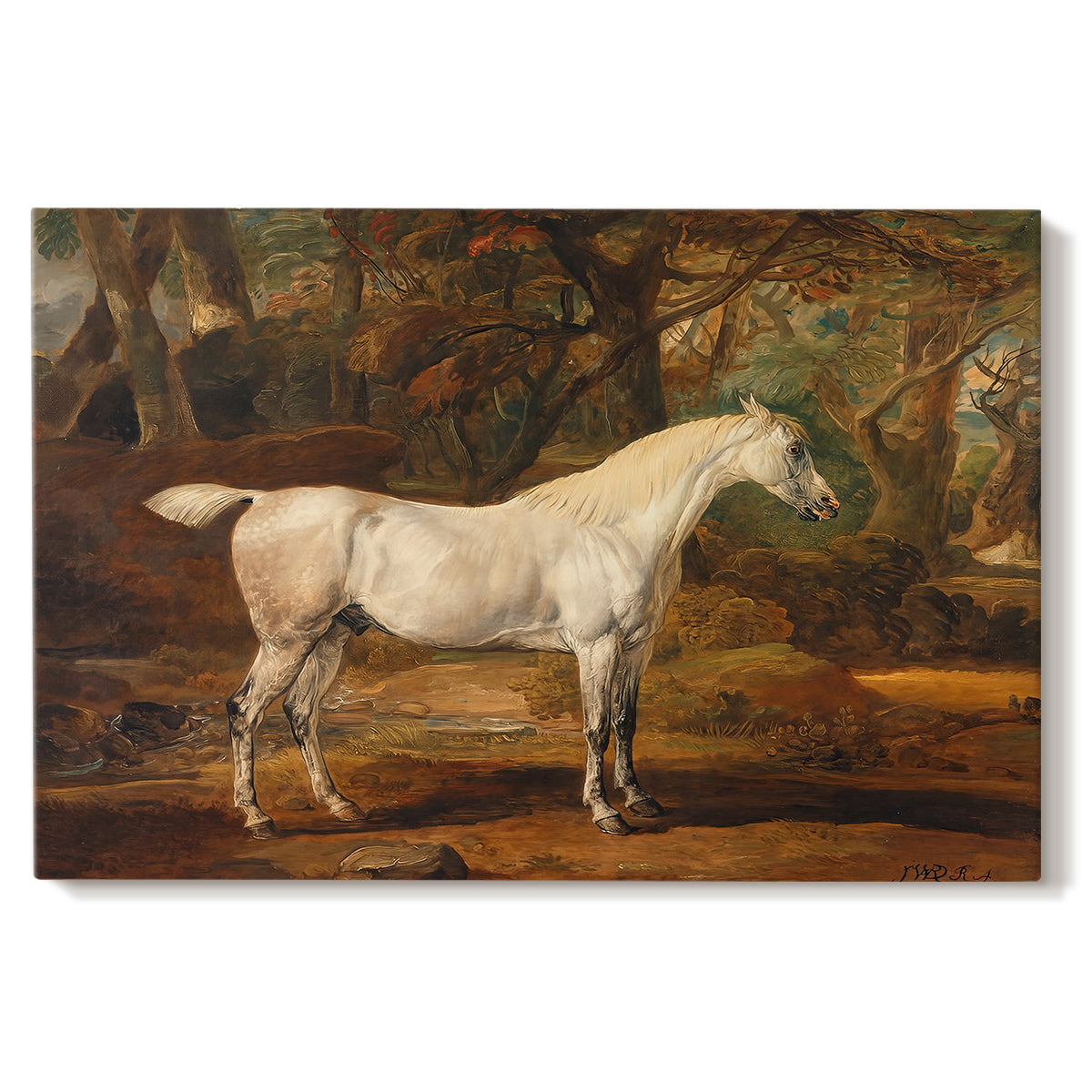 Canvas art print portraying a grey Arabian stallion standing in landscape with refined posture, set against a white background