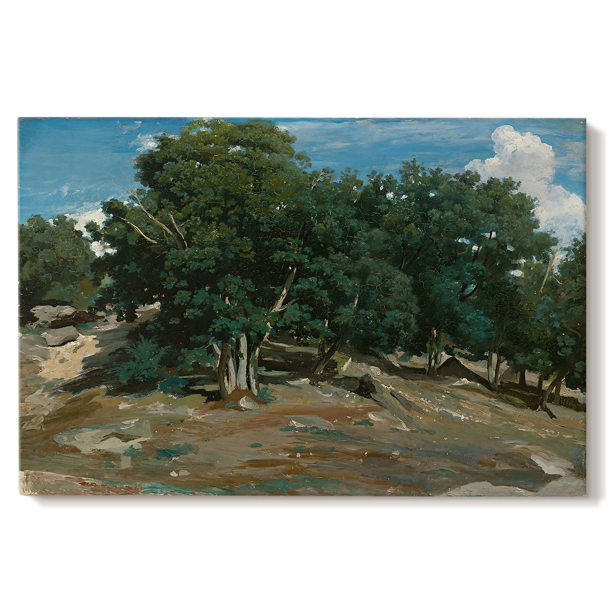 Canvas art print portraying large oak trees dominating forest landscape with open ground beneath, set against a white background