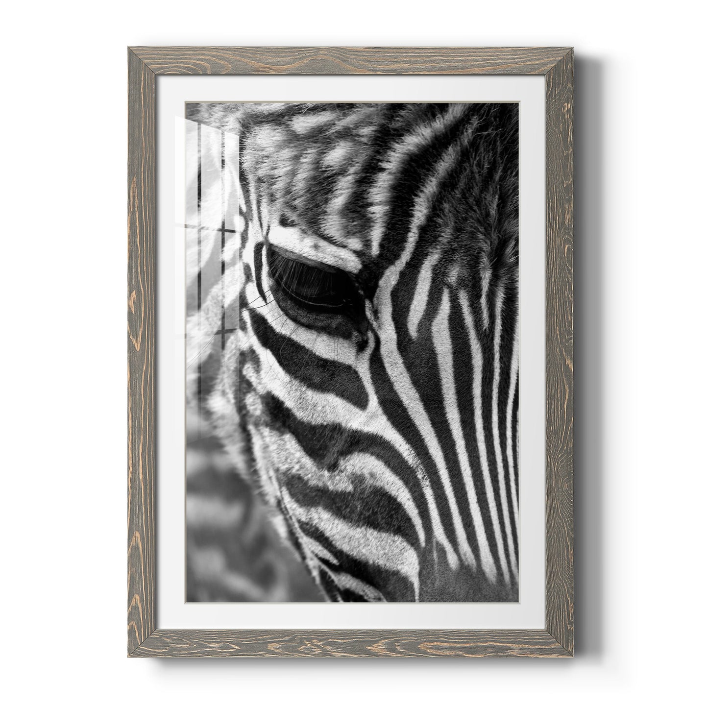 Zebra Colt - Premium Framed Print - Distressed Barnwood Frame - Ready to Hang