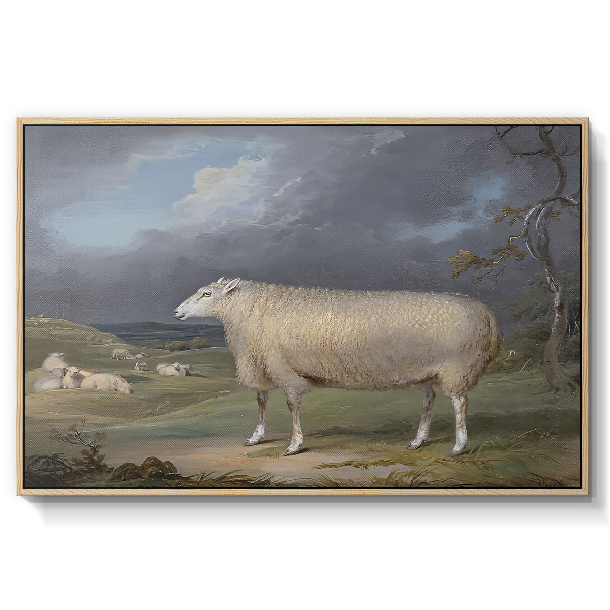 A Border Leicester Ewe, c. 1795-1800 - Floater Framed Canvas Print