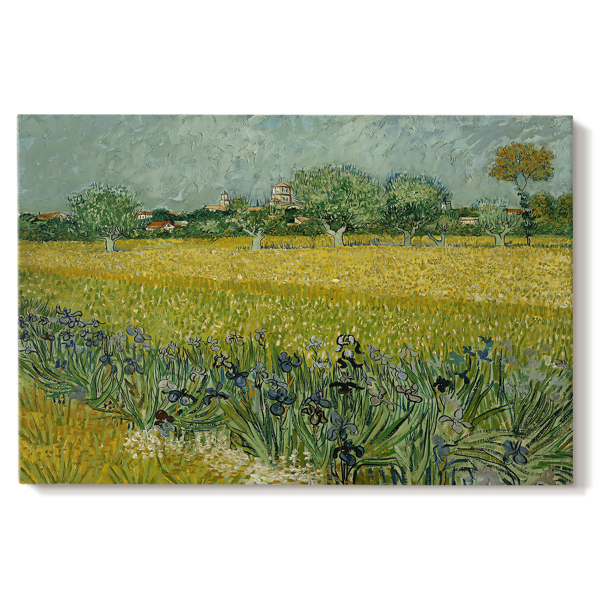 Canvas art print portraying an open field filled with irises stretching across landscape under bright sky, set against a white background