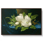 Giant Magnolias on a Blue Velvet Cloth, c. 1890 - Floater Framed Canvas Print