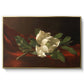 Magnolia on Red Velvet, c. 1885-1890 - Floater Framed Canvas Print