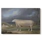 Canvas art print portraying a single sheep standing in open pasture under soft sky, set against a white background