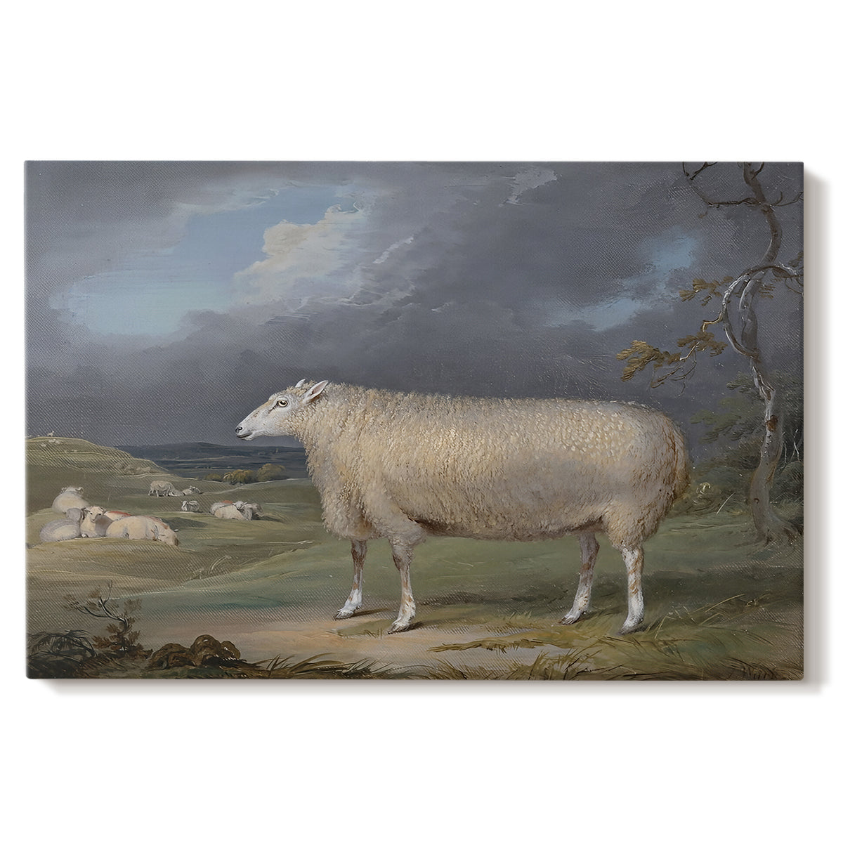 Canvas art print portraying a single sheep standing in open pasture under soft sky, set against a white background