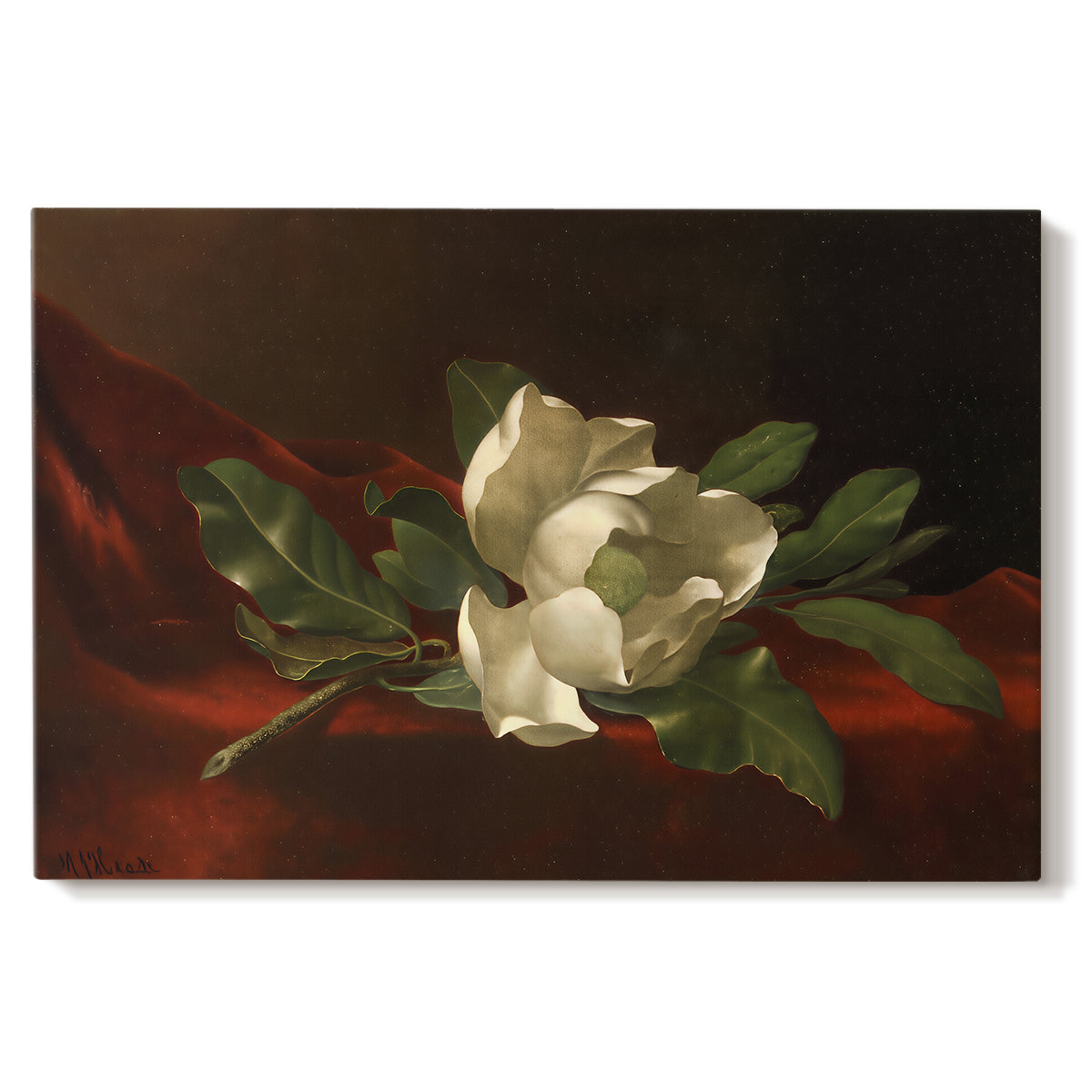Canvas art print portraying a white magnolia bloom resting on red velvet surface, set against a white background