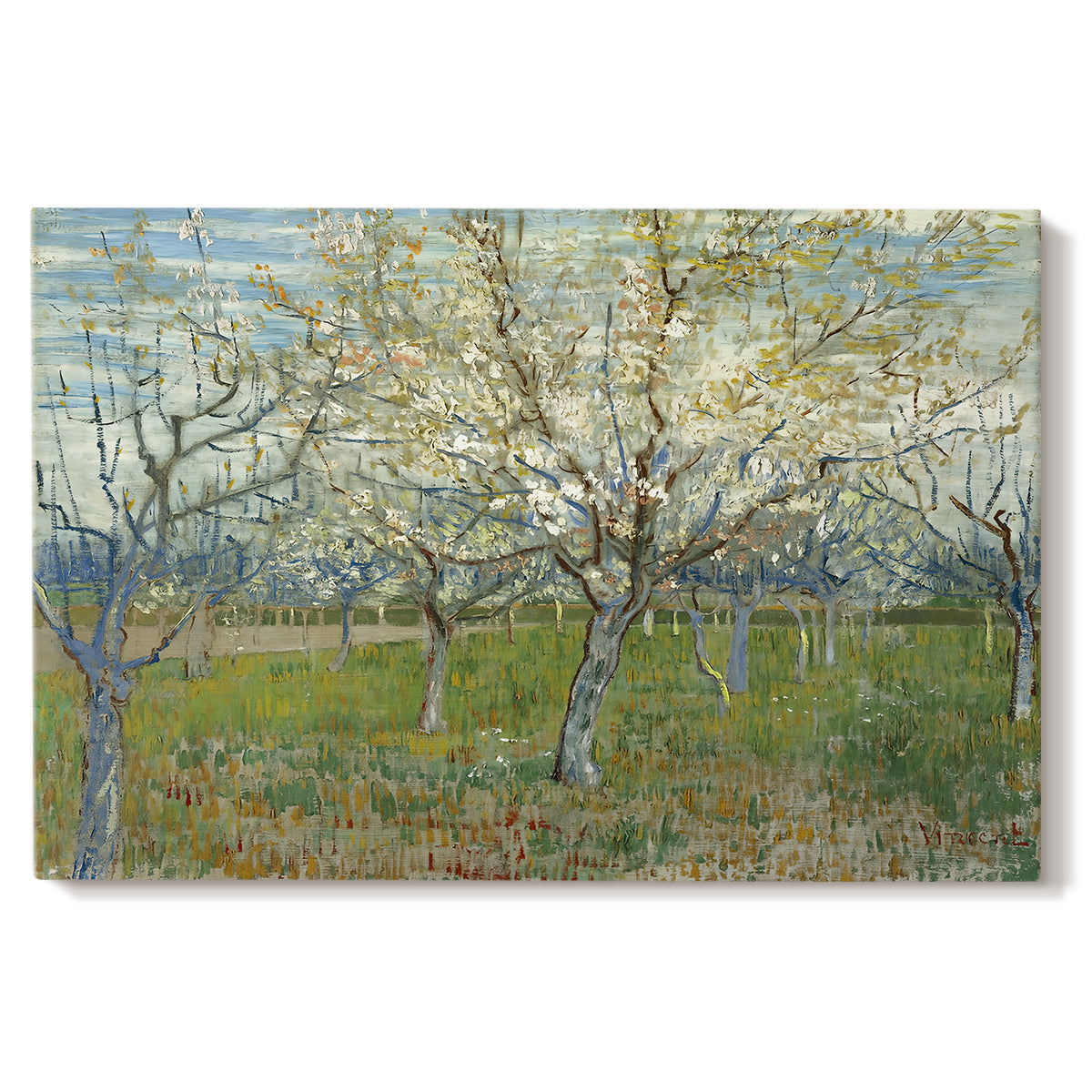 Canvas art print portraying an orchard in bloom with pink blossoms across soft landscape, set against a white background